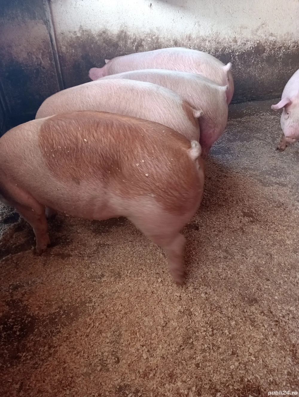 porci de vânzare mari 