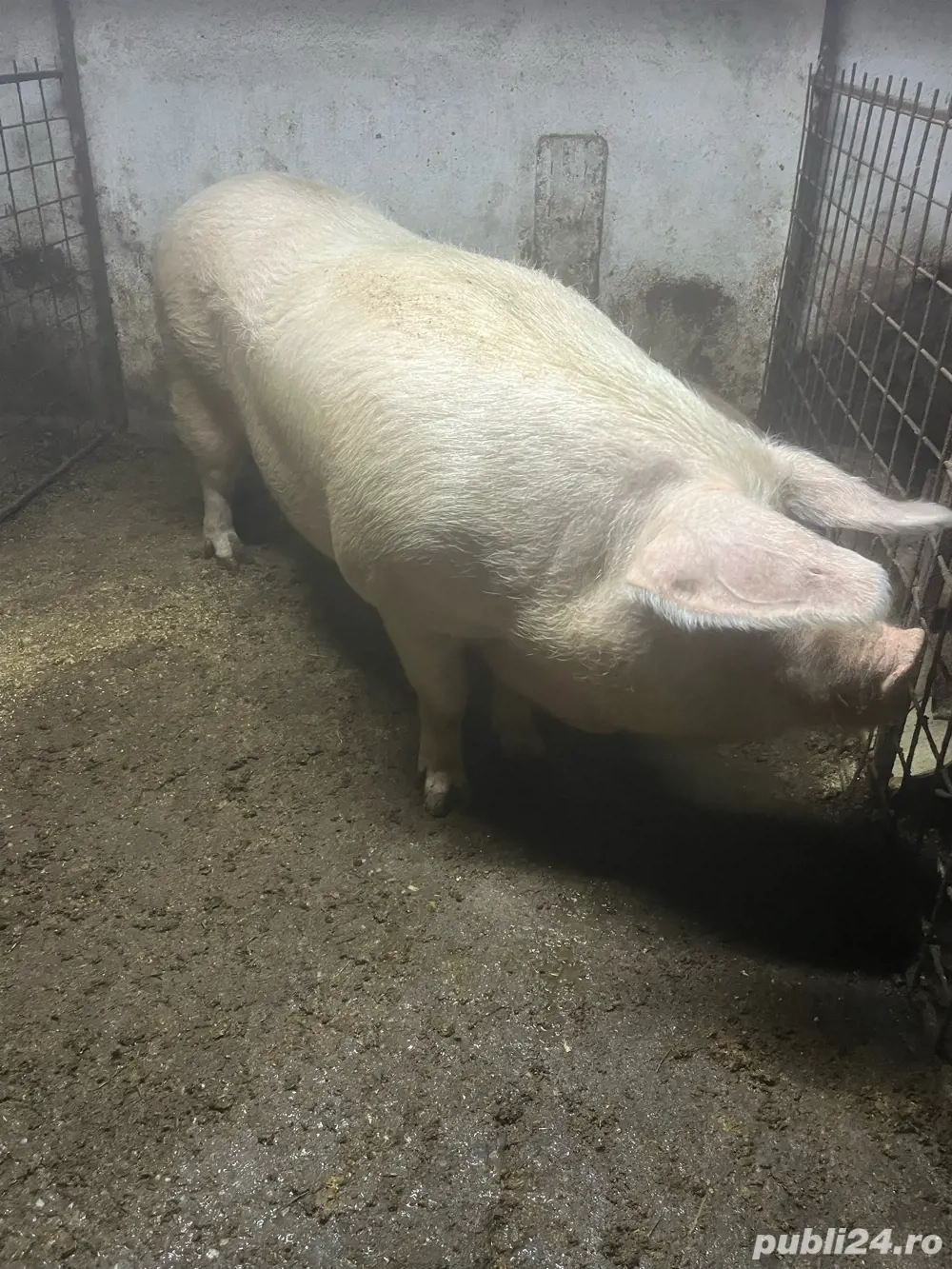 Porc landrace pentru sacrificat 