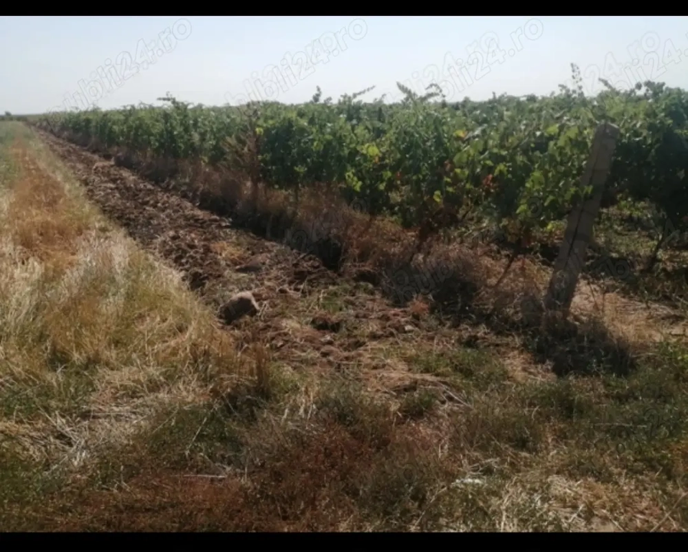 7400mp 1,6 eur vie-Odobesti 3km centru