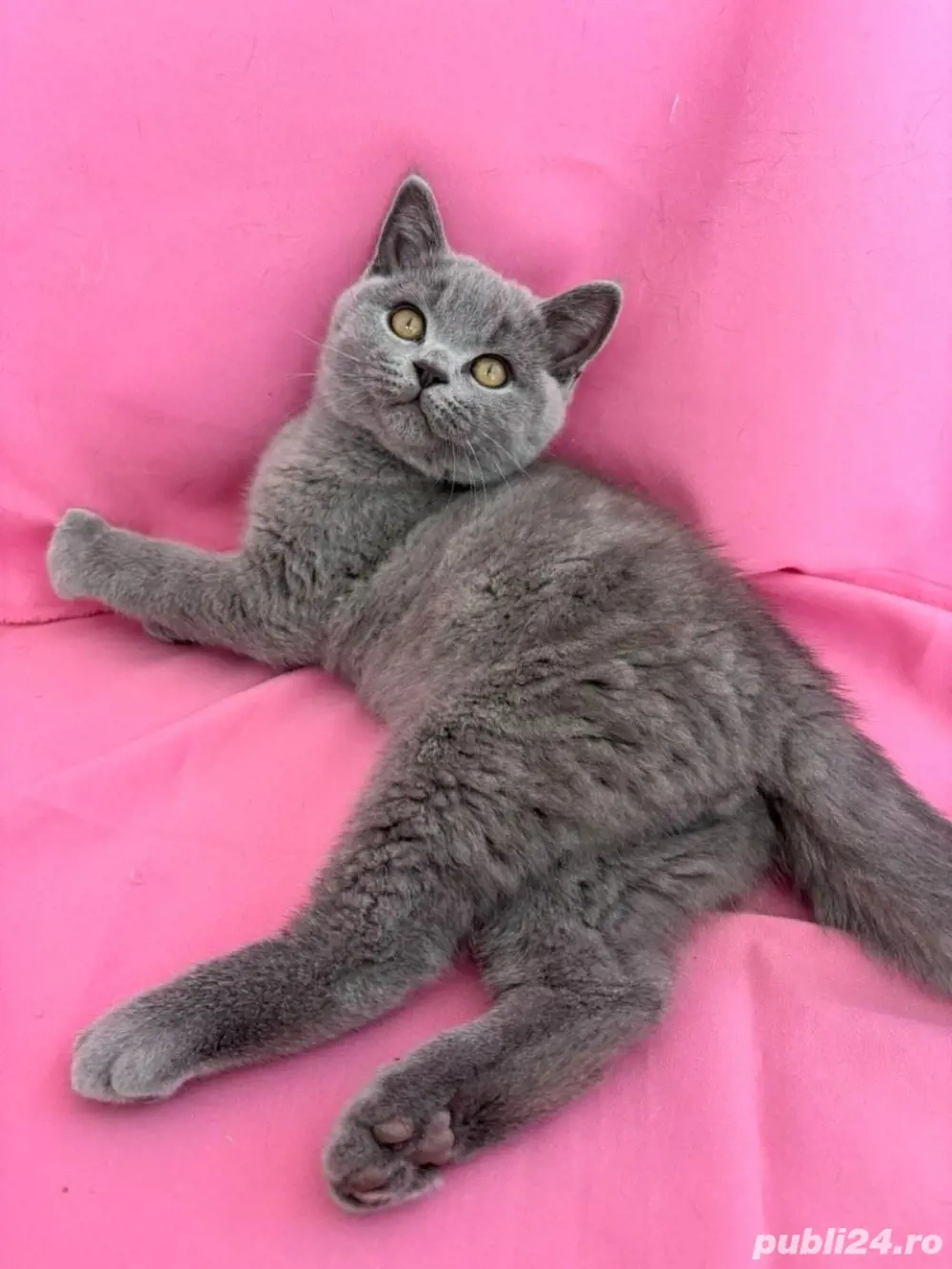 british shorthair 4 luni