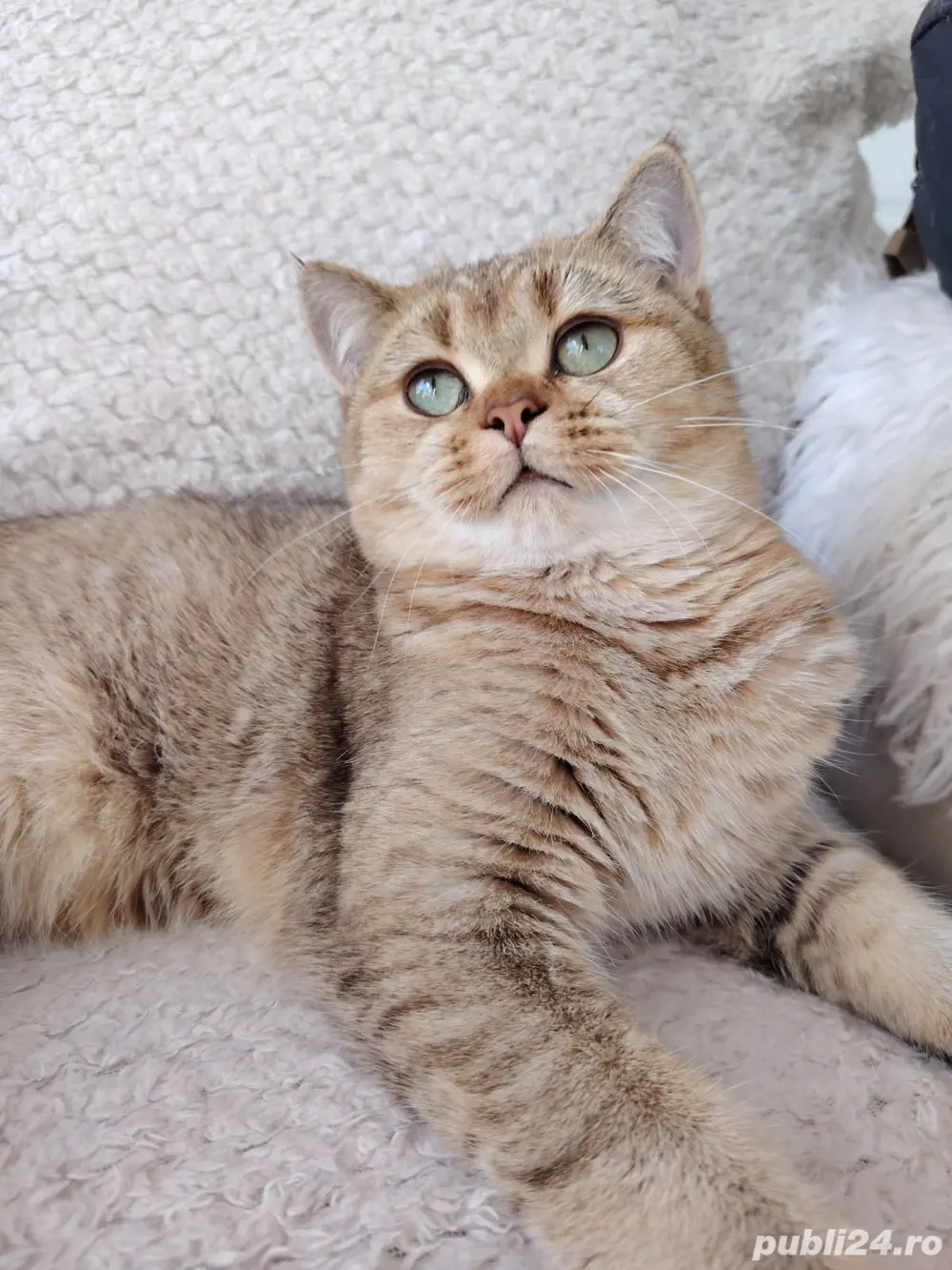 british shorthair golden 6 luni