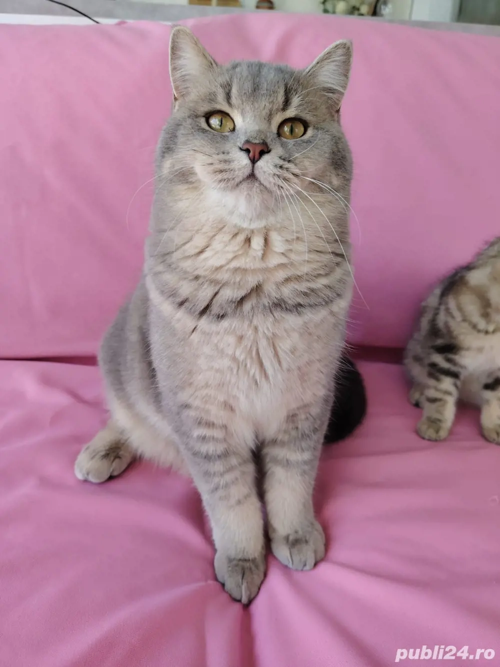 british shorthair 6 luni