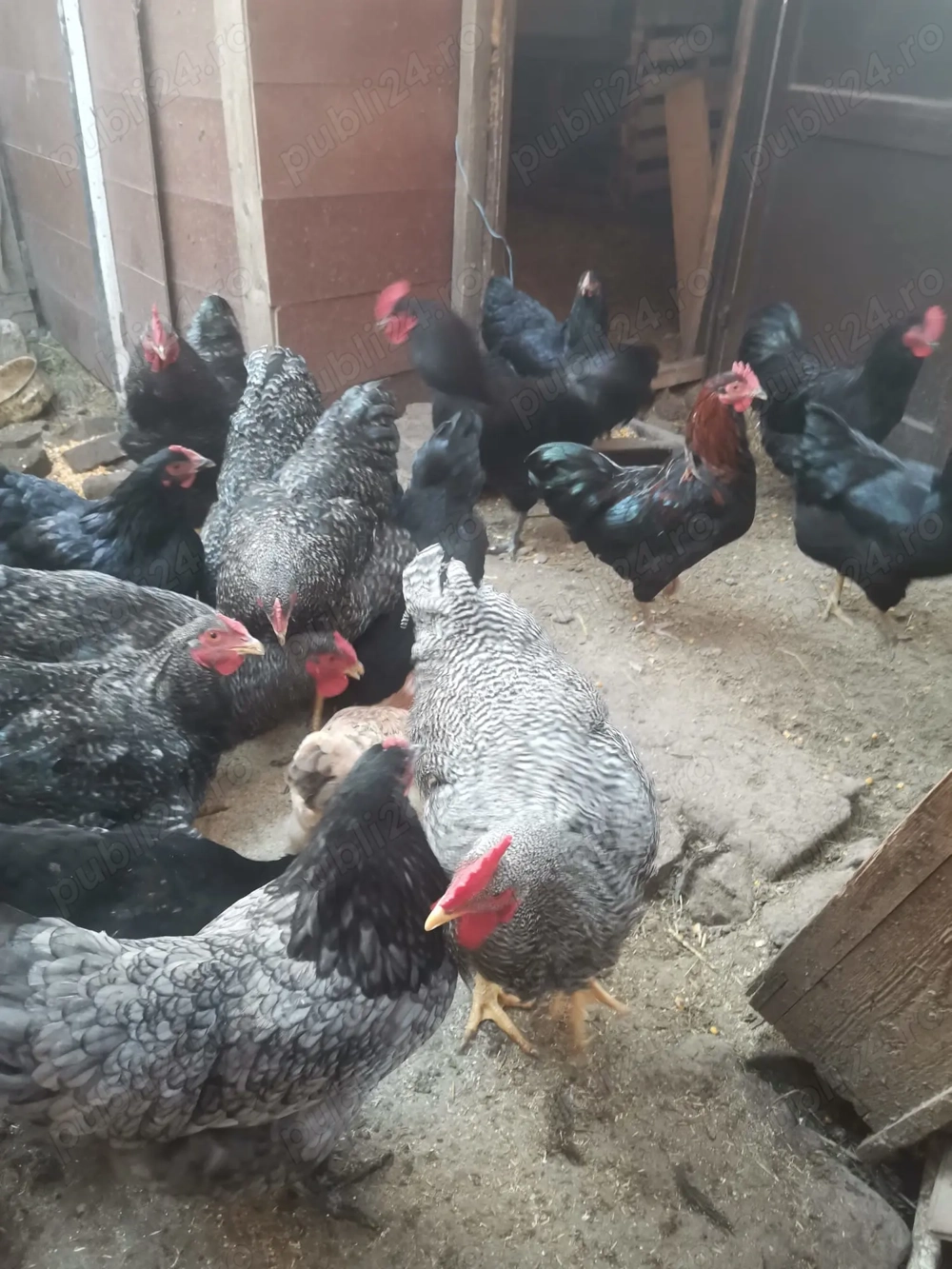 Vând găini și cocoși austrolorp 2025, vaccinate la zi, detalii la telefon 
