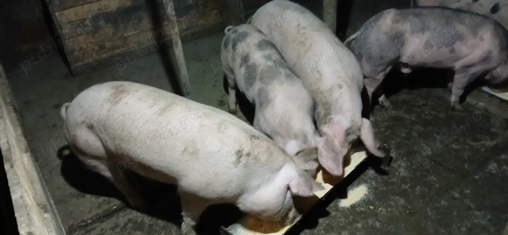 Porci de vânzare 
