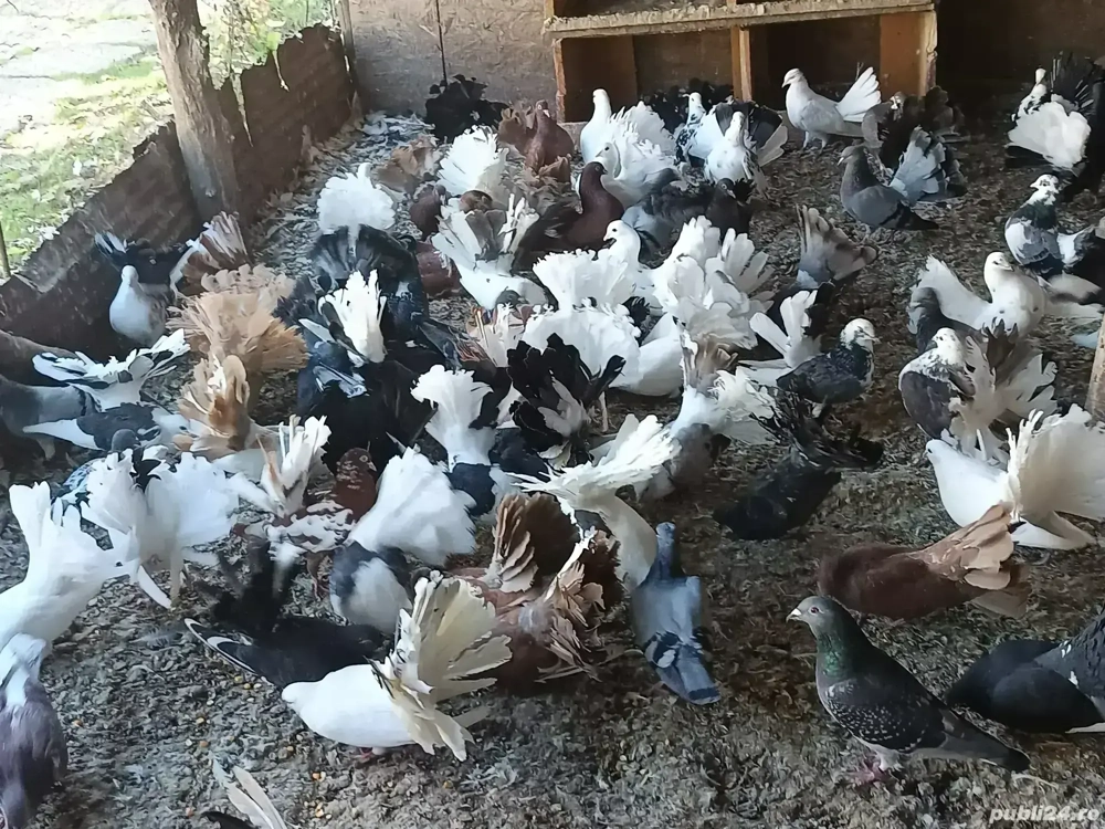 porumbei înfoiati de ornament 