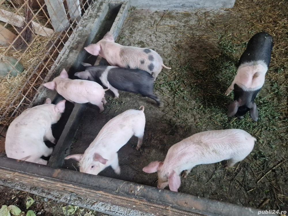 purcei de vanzare 8 saptamani