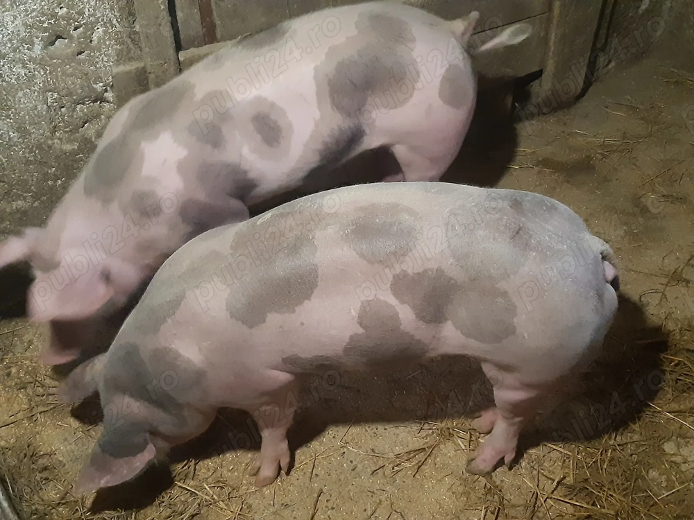 De vânzare scrofițe pietrain belgian