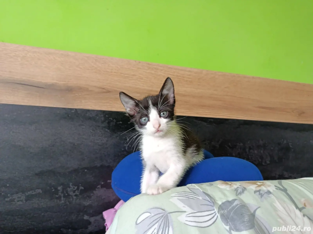 Dau în adopție pui pisic