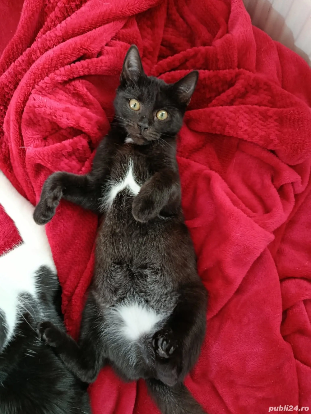 Dau în adopție pui pisică   București - Voluntari