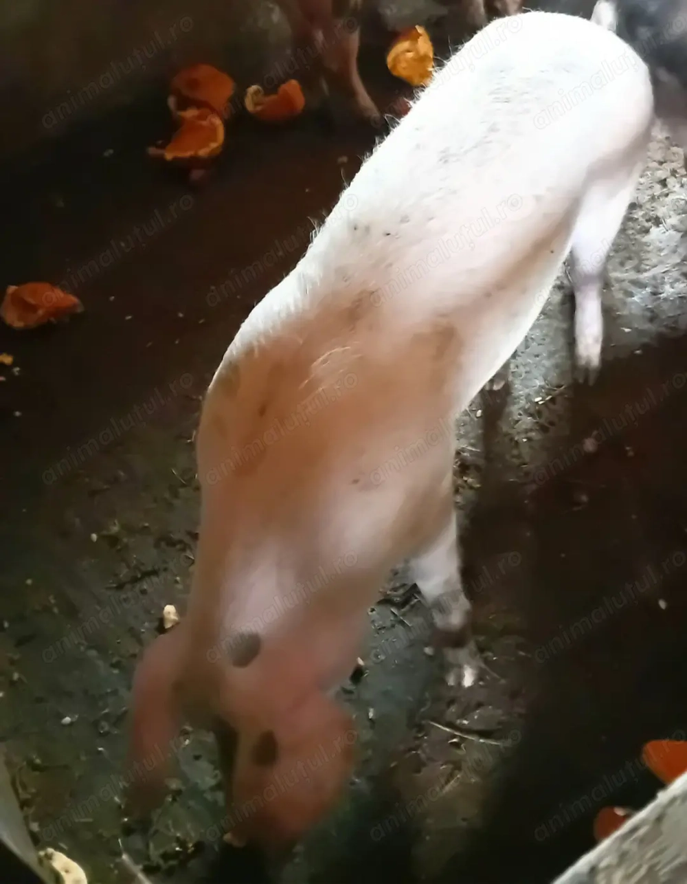 Purcică metis landrace cu pietrain - de prăsilă sau tăiat 