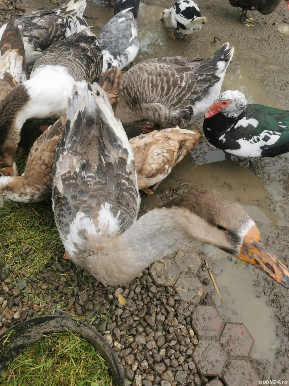 Gâște metis holmogor schimb