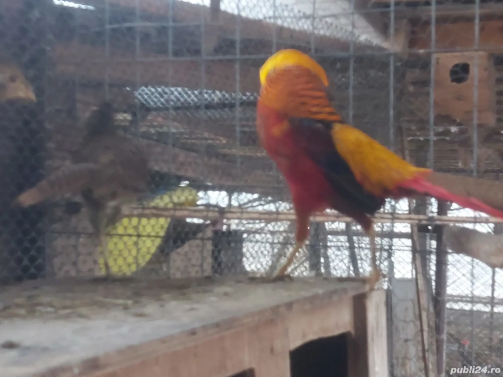 Fazani auriu pe roșu 