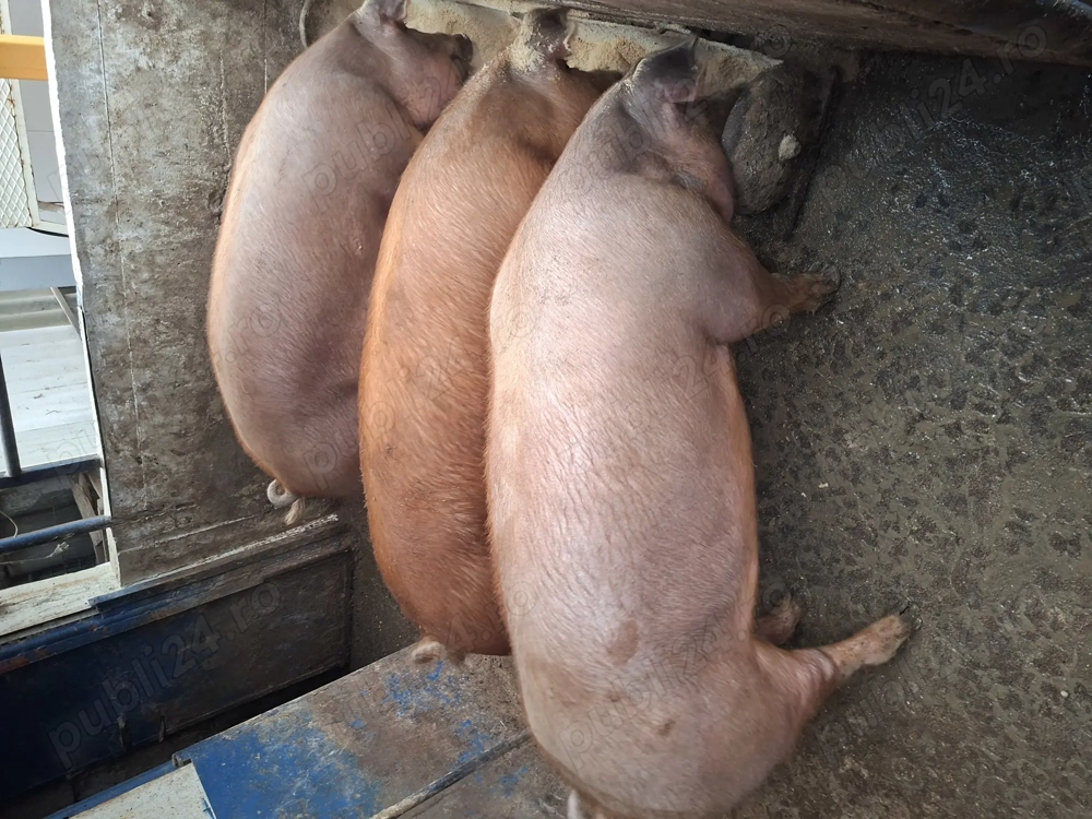 Porci Duroc de Carne 