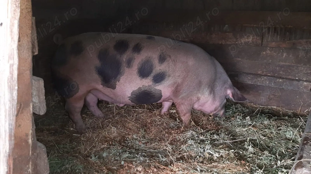 Porci de vânzare 
