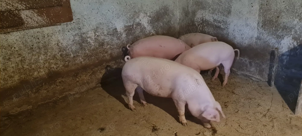 Porci de carne 70-100kg