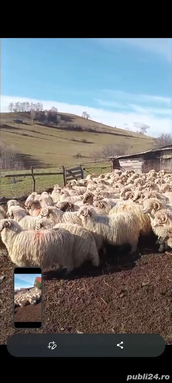 vînd oi comuna jina