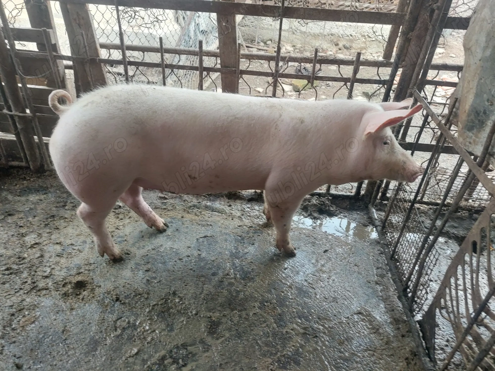 Vând scrofa pentru sacrificat sa de reproducere