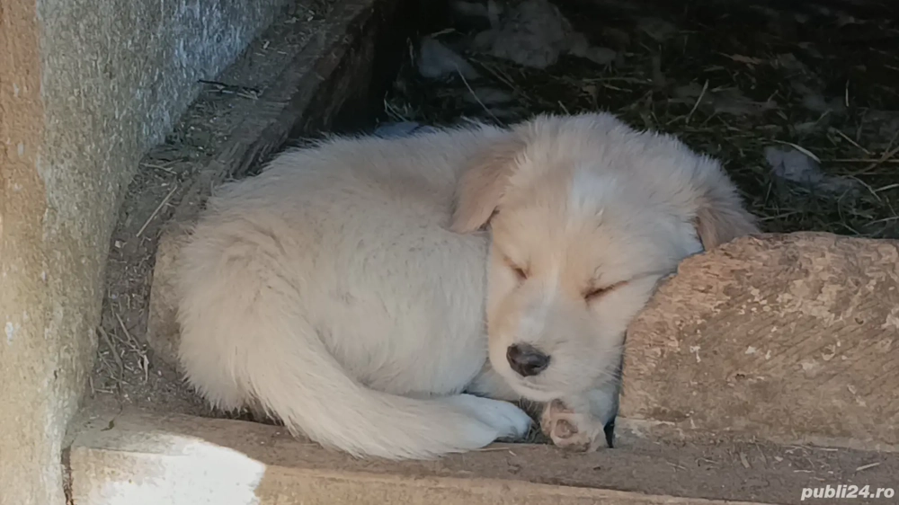 ofer spre adopție 3 cățelușe 