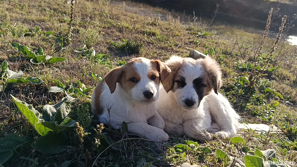 cățelușe spre adopție 