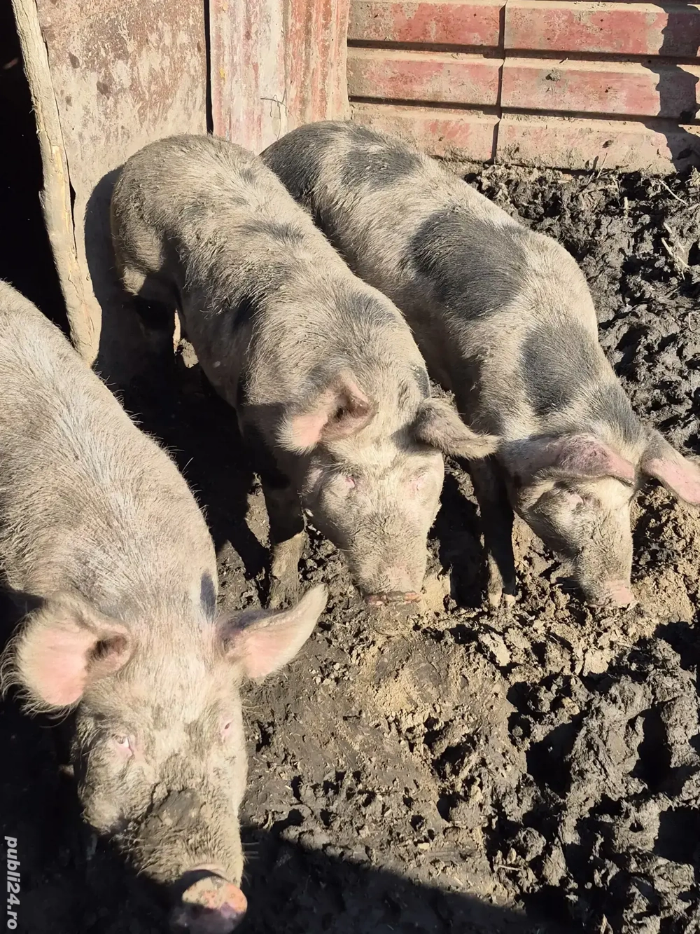 Vand porci 90-100 kg