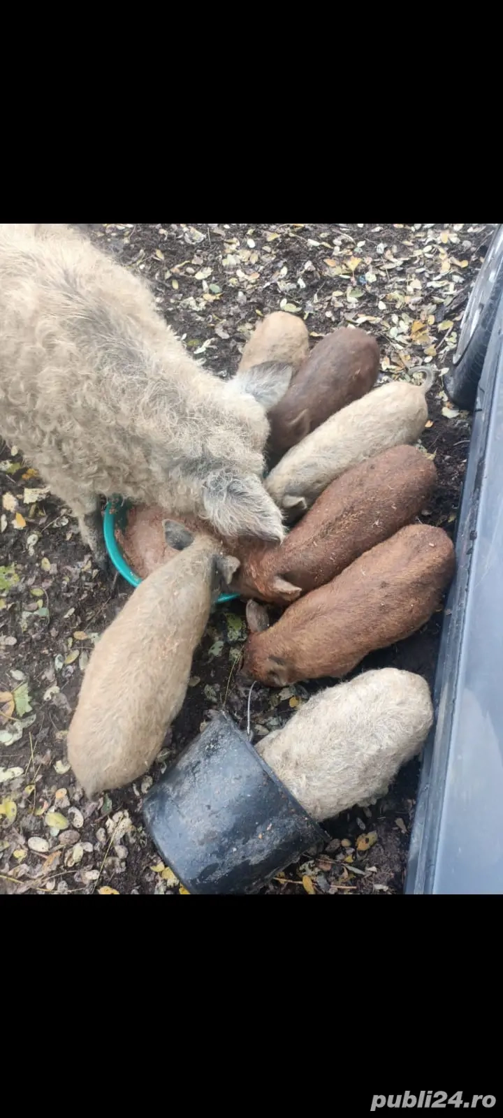 Purceluși de vânzare