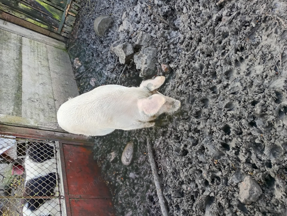 De vânzare are un an aproximativ 115 kg scrofița crescuta natural