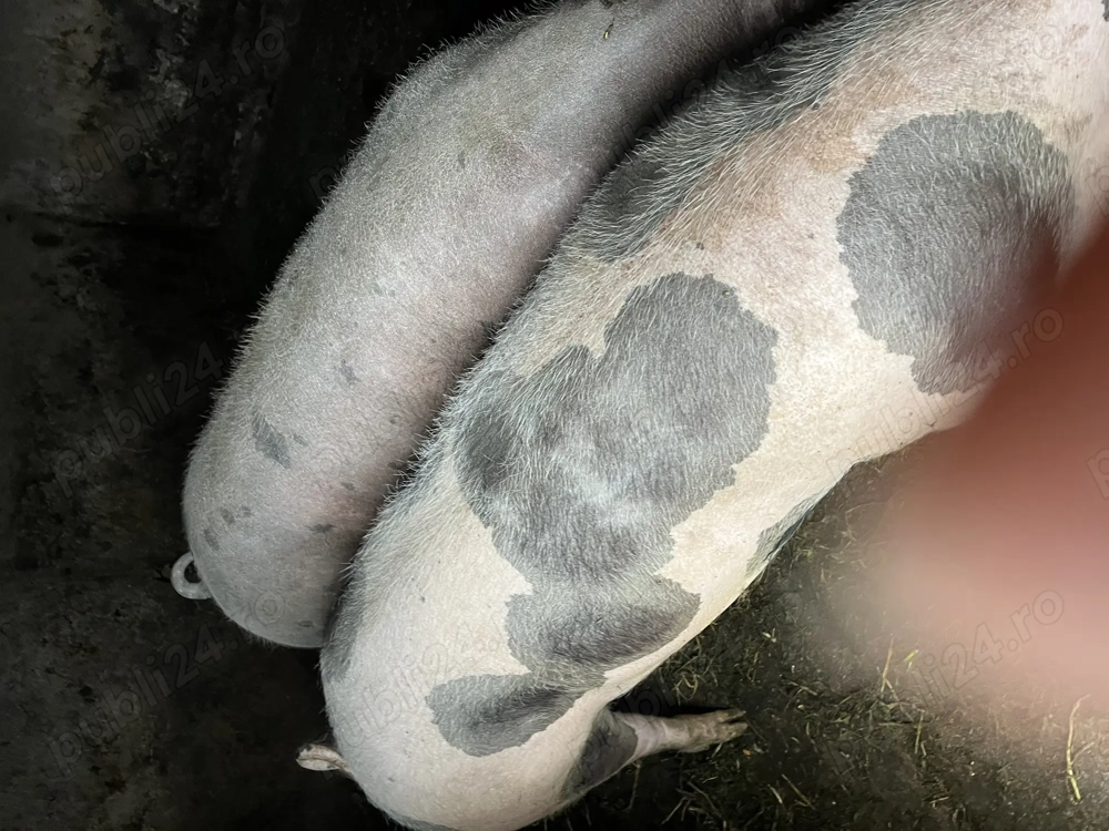 Porci de vânzare pentru sacrificat