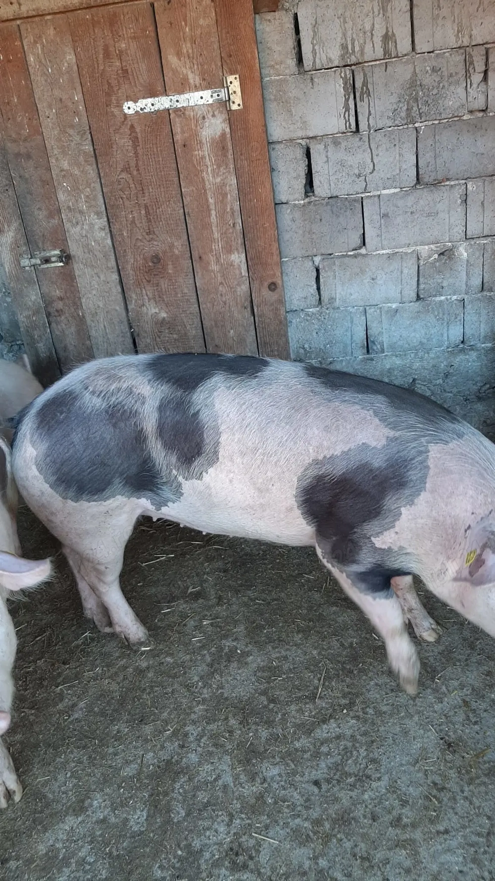 Porci de carne de vânzare