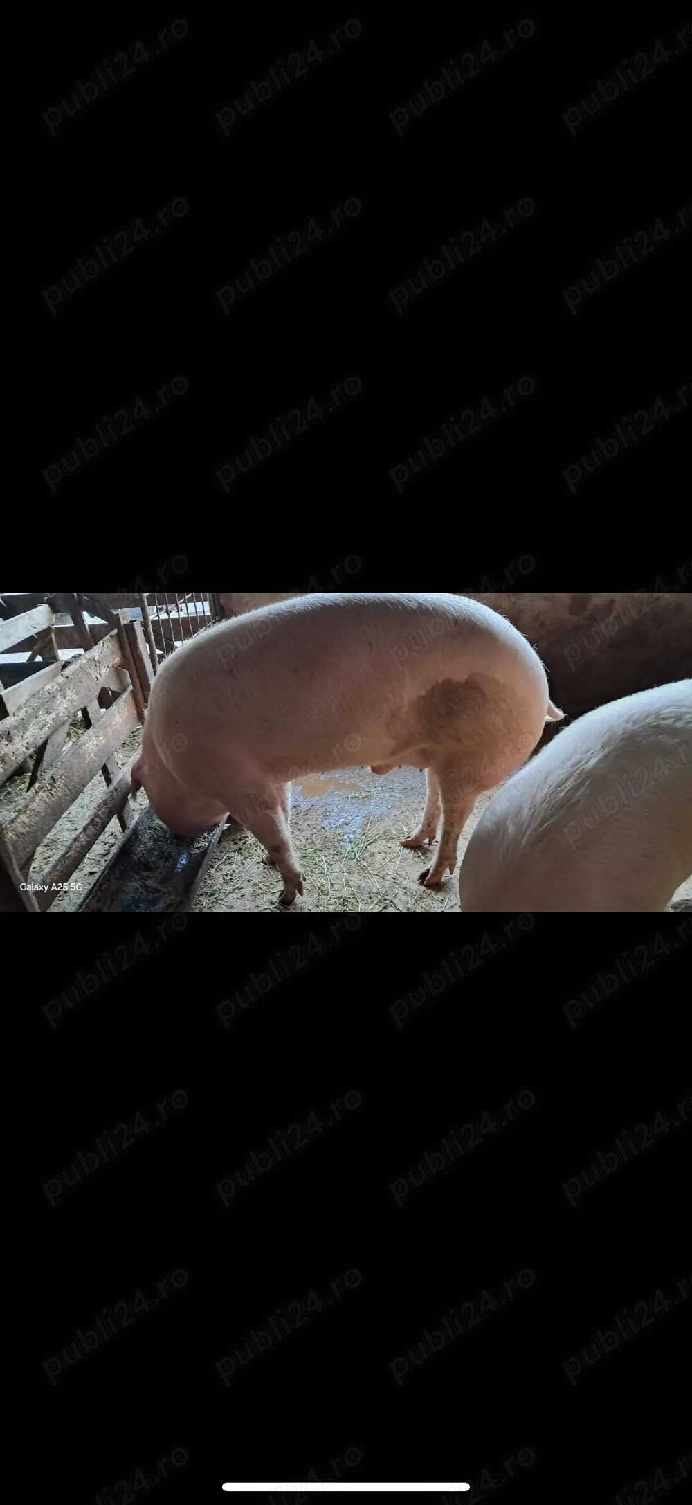 Vând porci crescuți bio!