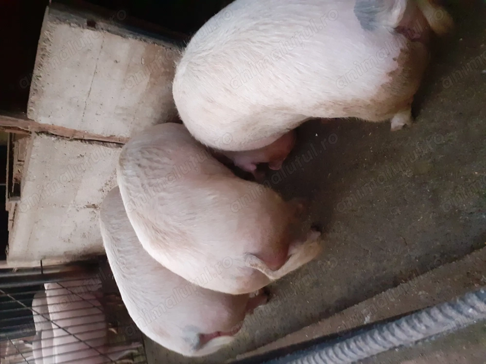 Vând porci rasa marele alb 