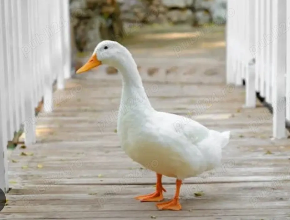 Rete .Gâște si bibilici!!