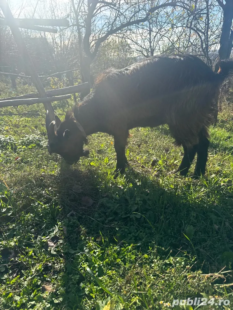 vând țap alpin francez 