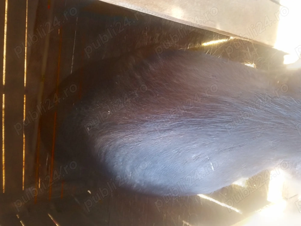 Vând porc landras cu marele alb