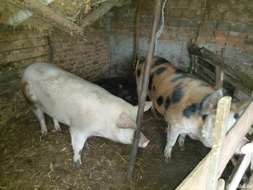porci de vanzare