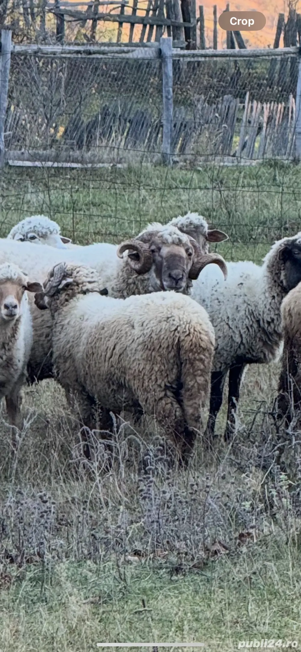 Vand berbec, frumos si bine hranit