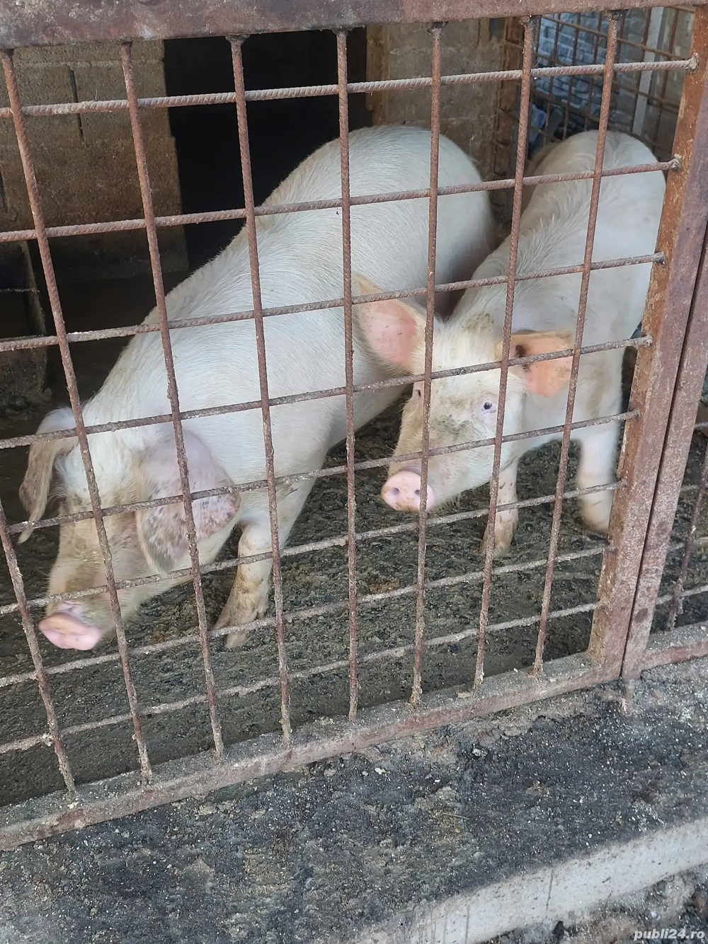 purcea marele alb cu landrace