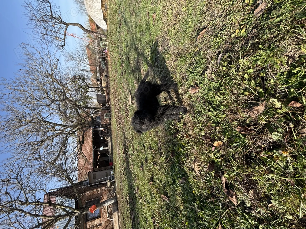 Vând un cățel de întors Mudi 