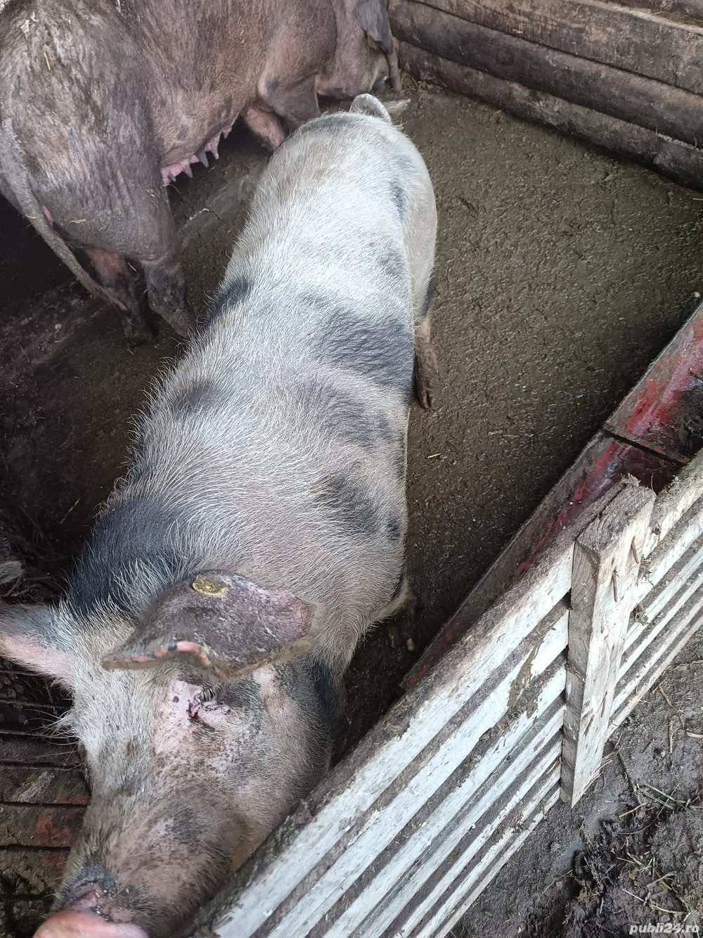 vand sau schimb vier 