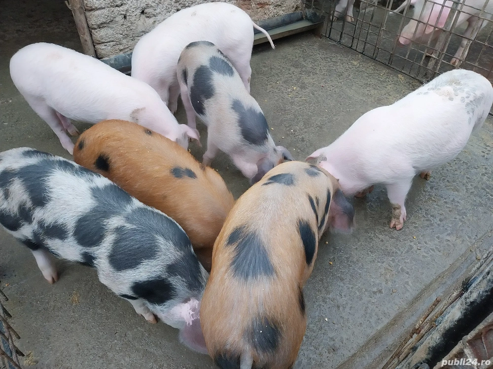 Vând grăsunași 12 săptămâni.