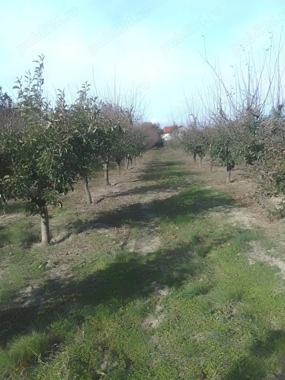 Teren de vanzare intravilan