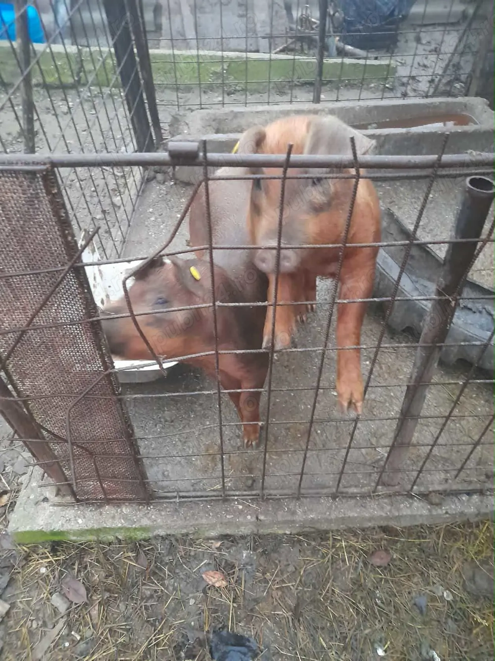 Vand 2 porci de 60 kg fiecare 