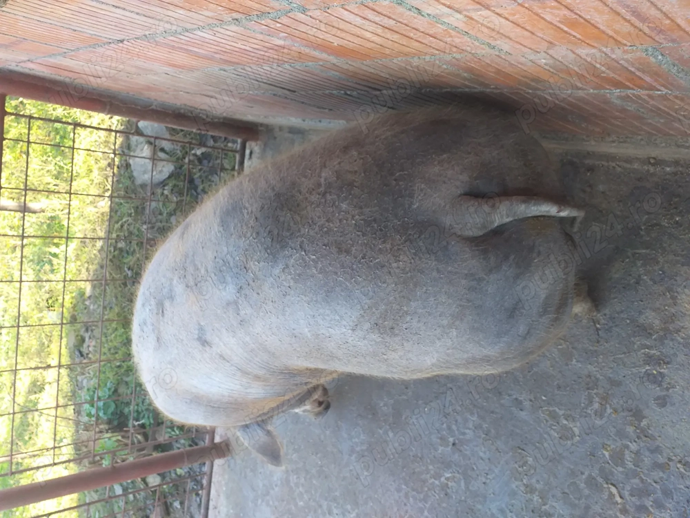 Vând porc de carne de peste 200 de kilograme  cu 16 lei kilogramul