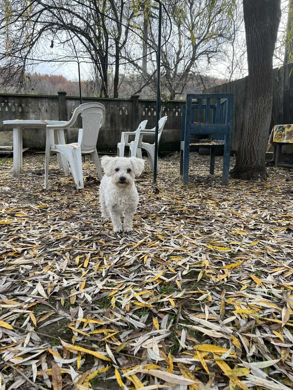 Bichon maltez mini toy