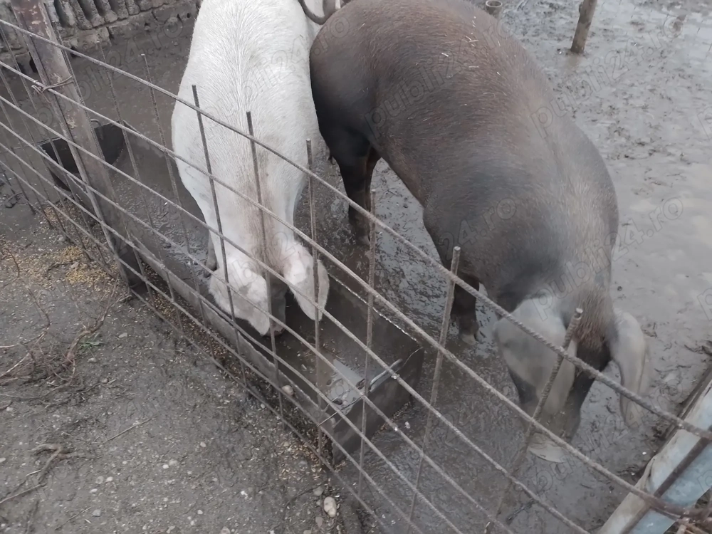 De vânzare porci de țară 