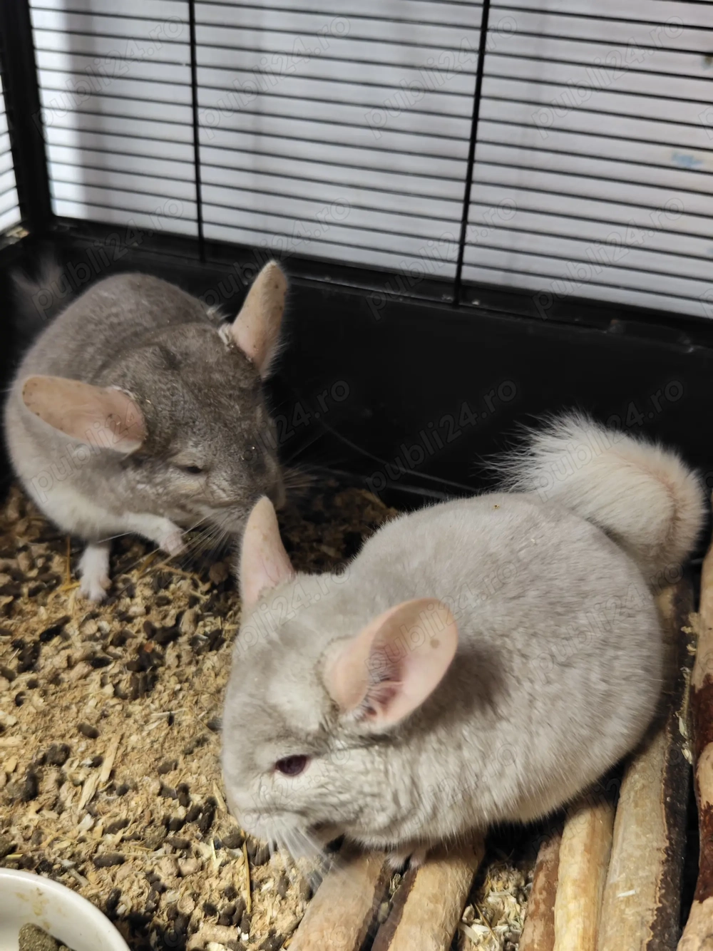 Familie Chinchilla (sinsila)