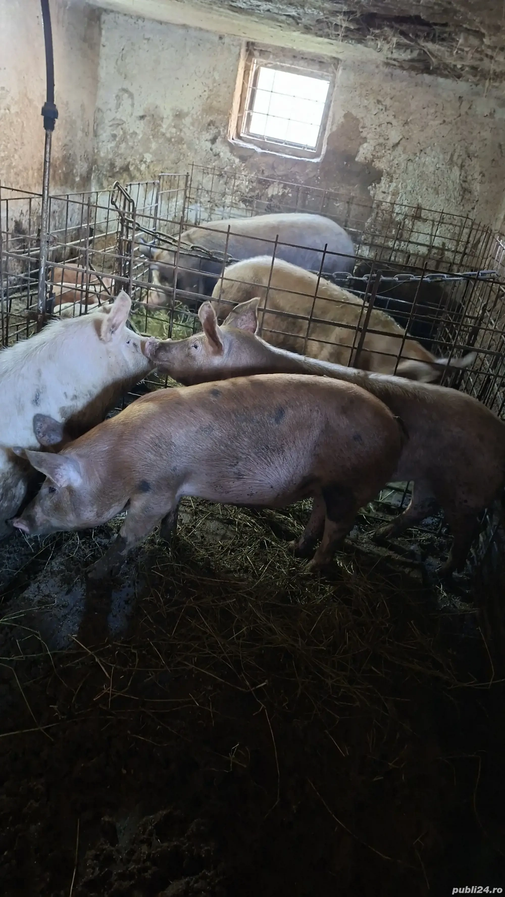 porci de vanzare Mihaesti Arges 