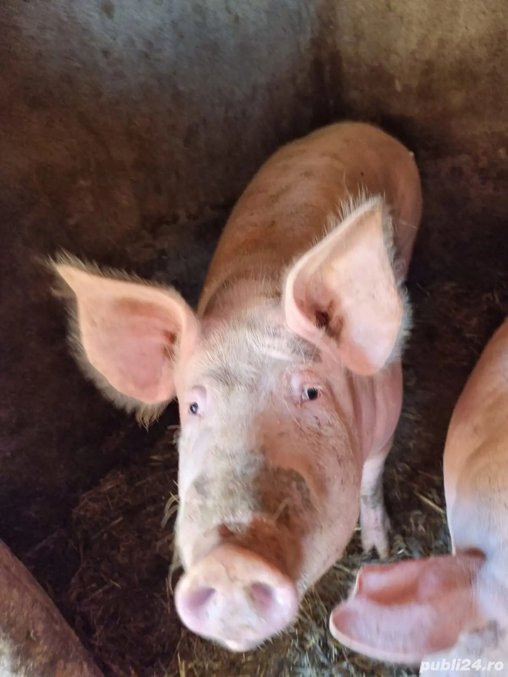 2 porci pentru crăciun la alegere