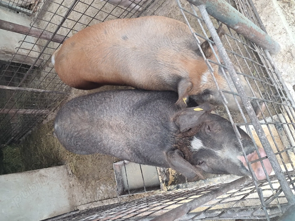 Vând porc de țară.