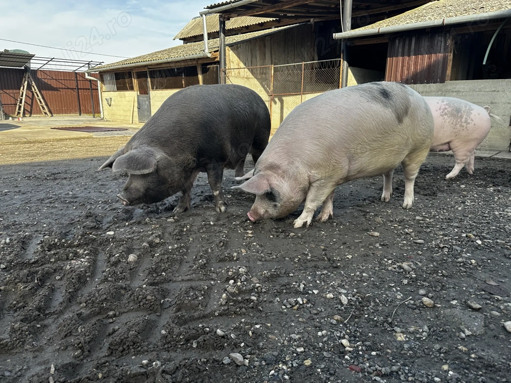 Vând porci 200-250 kg