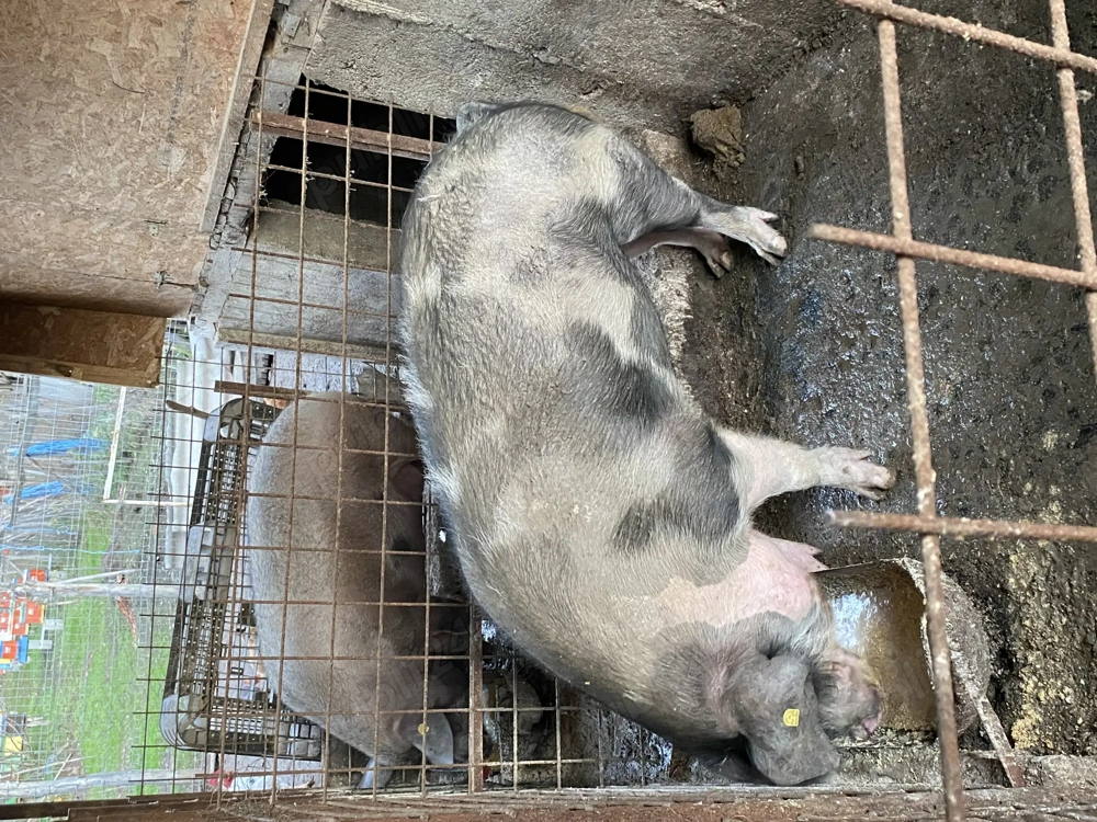 Porci de vanzare crescuti in gospodarie